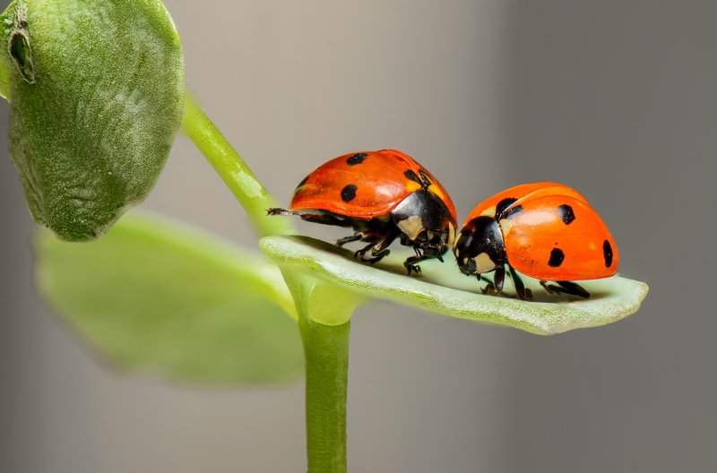 Contrôle des insectes